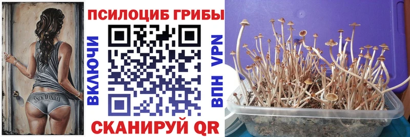 Псилоцибиновые грибы Psilocybe  МЕГА зеркало  Гдов  купить наркотики цена 